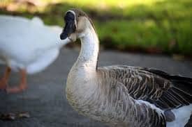 African Geese