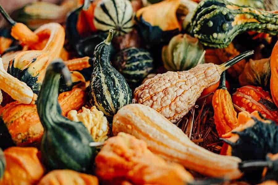 How to Harvest and Store Gourds