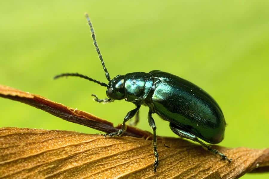 Flea Beetles