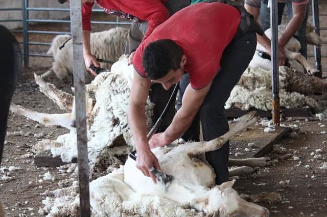 Should You Shear Your Sheep Yourself – Or Call in the Pros?