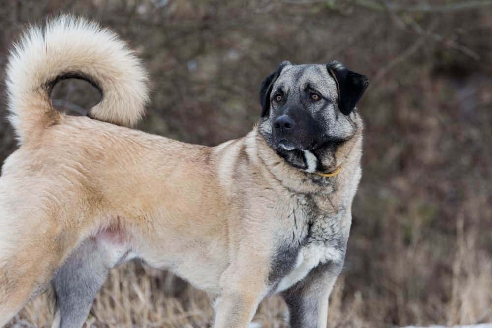 Anatolian Shepherd