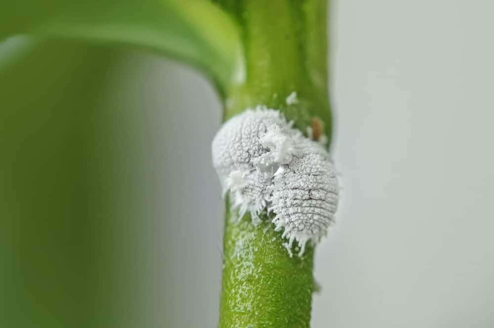 Mealybugs