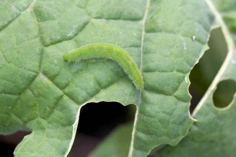 Holes in the Leaves