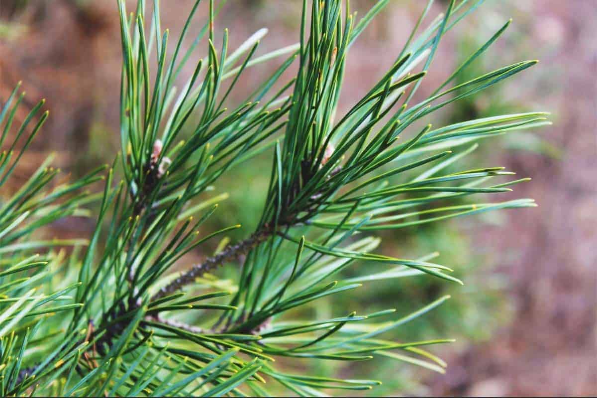 Pine Needles and Bark Cambium (Pinus spp.)