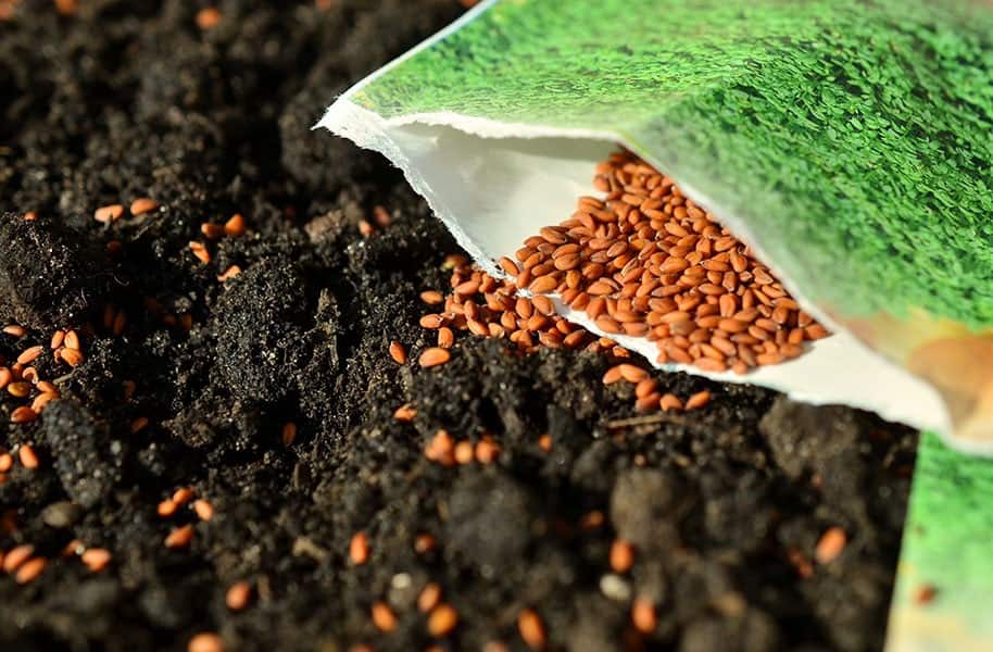 Tips for Saving Seeds