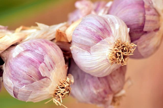 Garlic