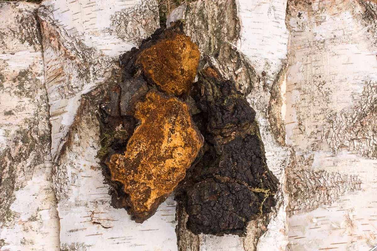 Chaga (Inonotus obliquus)