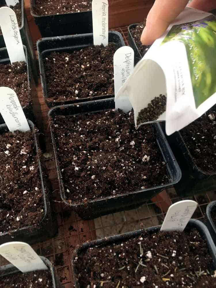 Growing Delphiniums From Seed