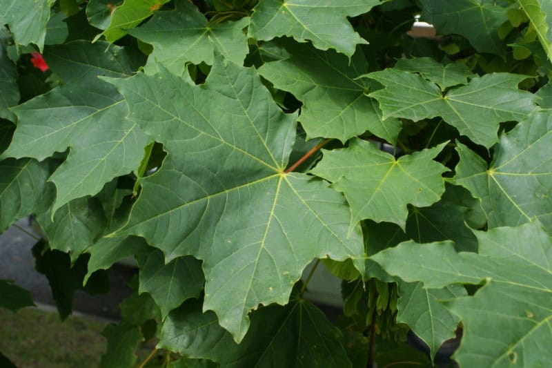 Norway maple