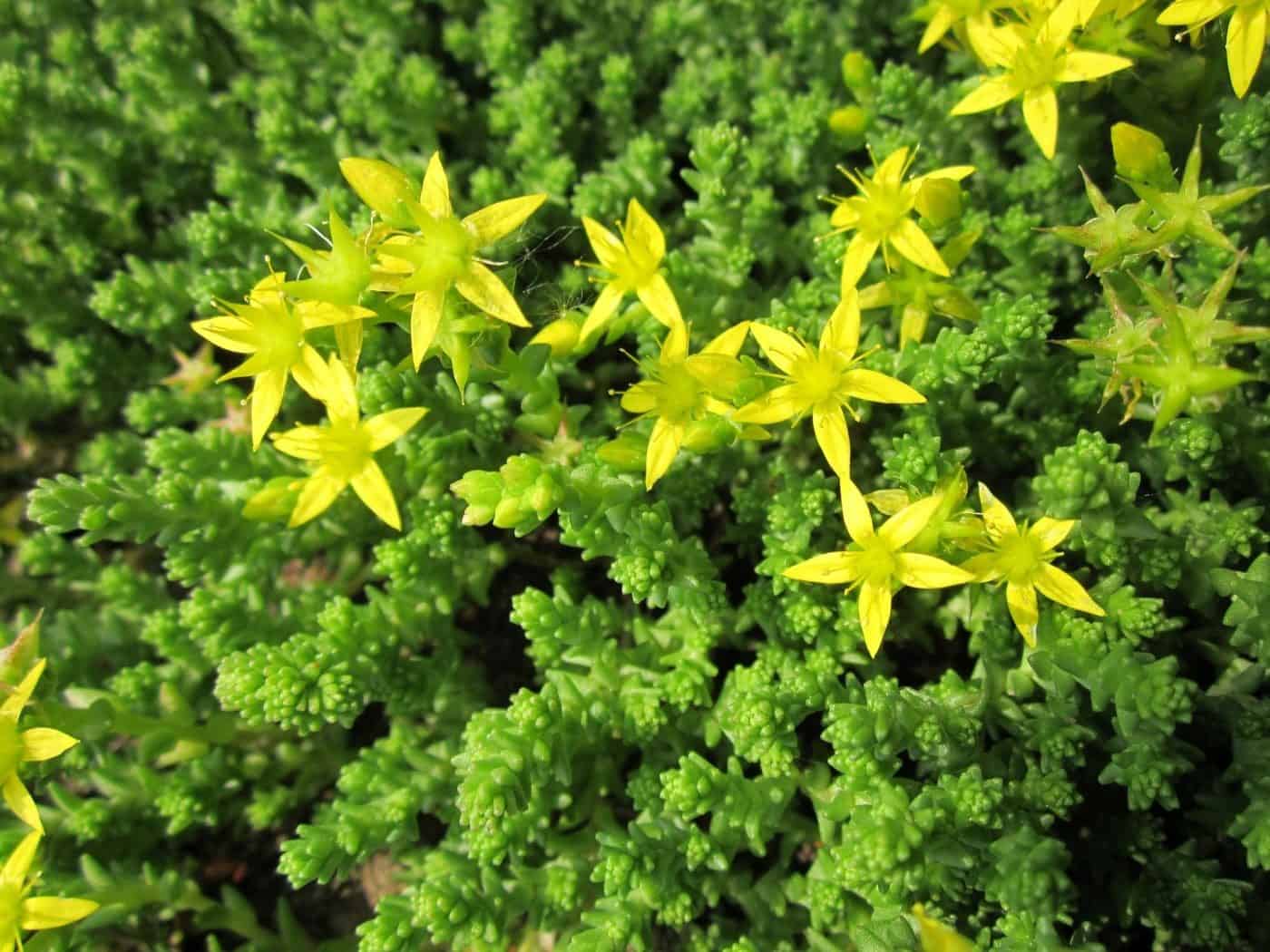 Sedum (Sedum)