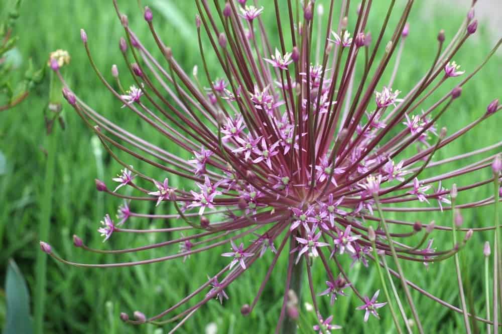 Tumbleweed Onion