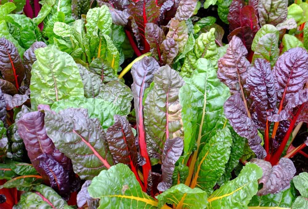 Swiss Chard