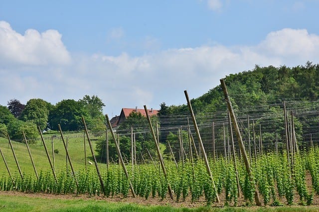 How to Grow Hops