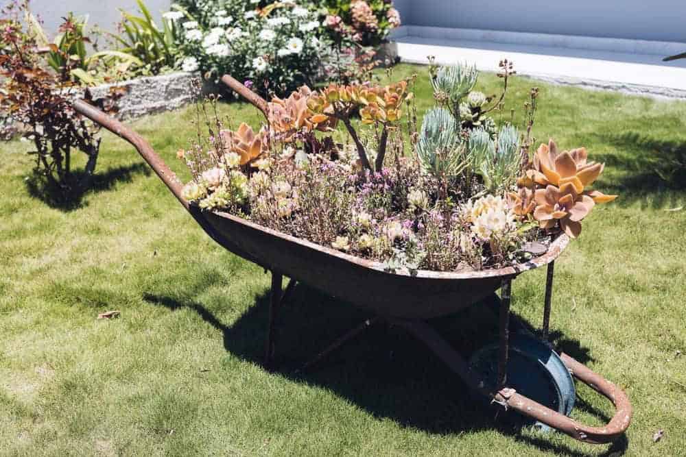 Raised Beds from Broken Wheelbarrows