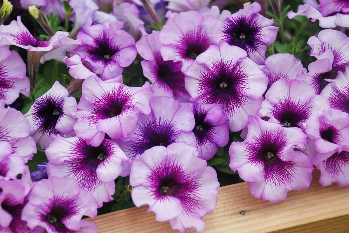 Petunias