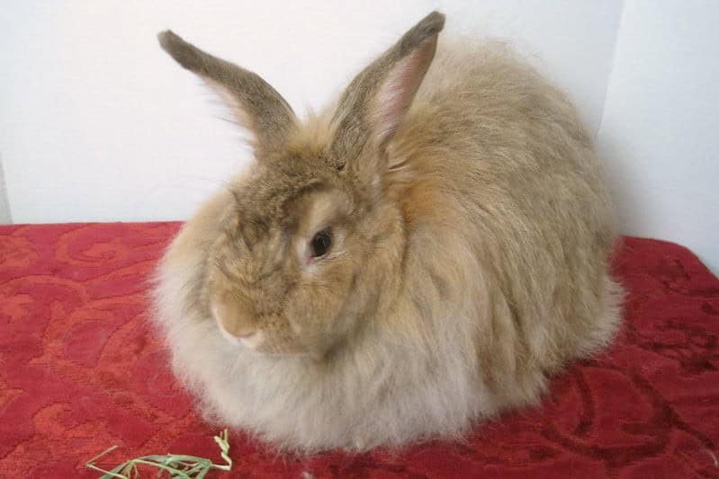 German Angora