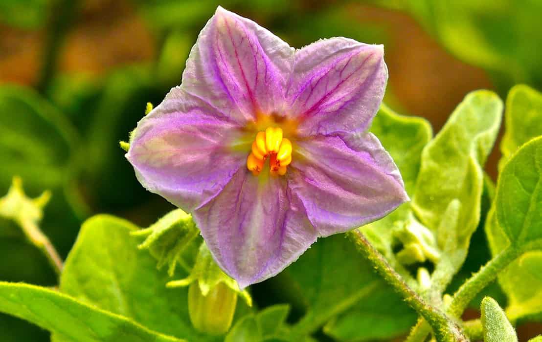 How to Plant Eggplant