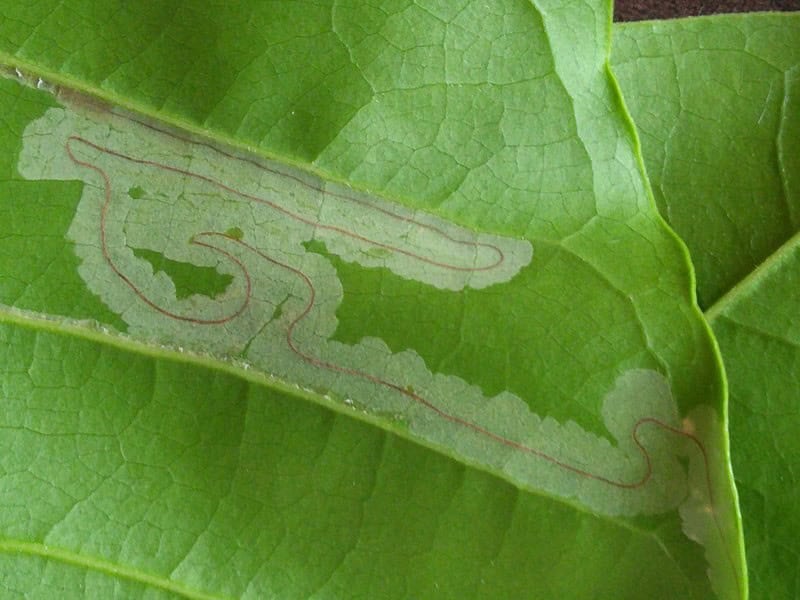 Leaf Miner