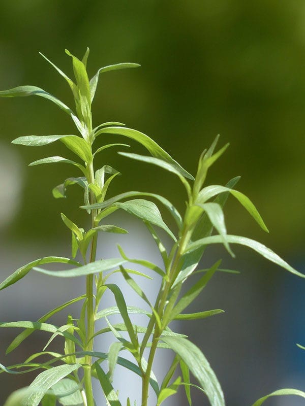 Caring for Tarragon