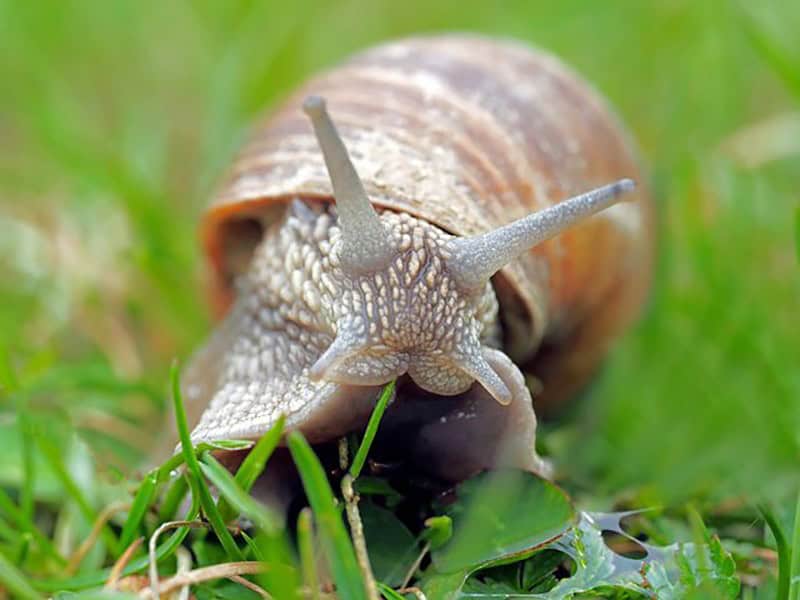 Slugs and Snails