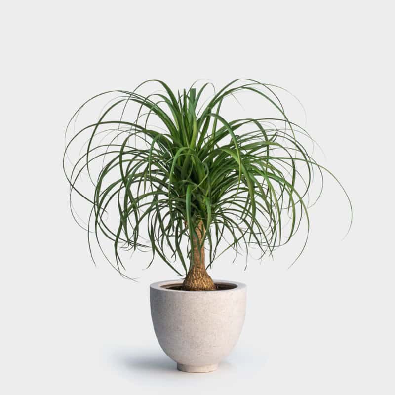 Ponytail Palm