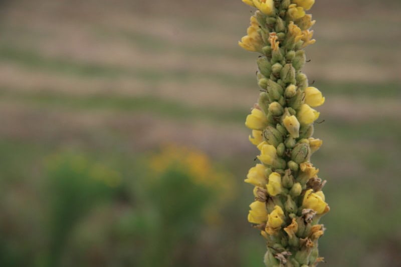 Common Mullein