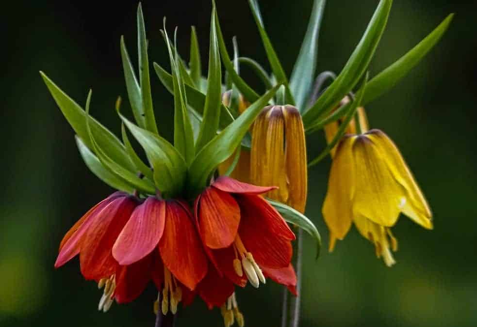 Crown Imperials (Fritillaria imperialis): Zones 5-9