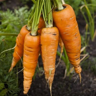 Carrots