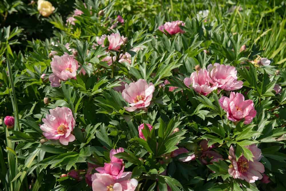 Best Varieties of Peonies