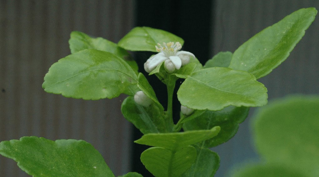 Kaffir Lime