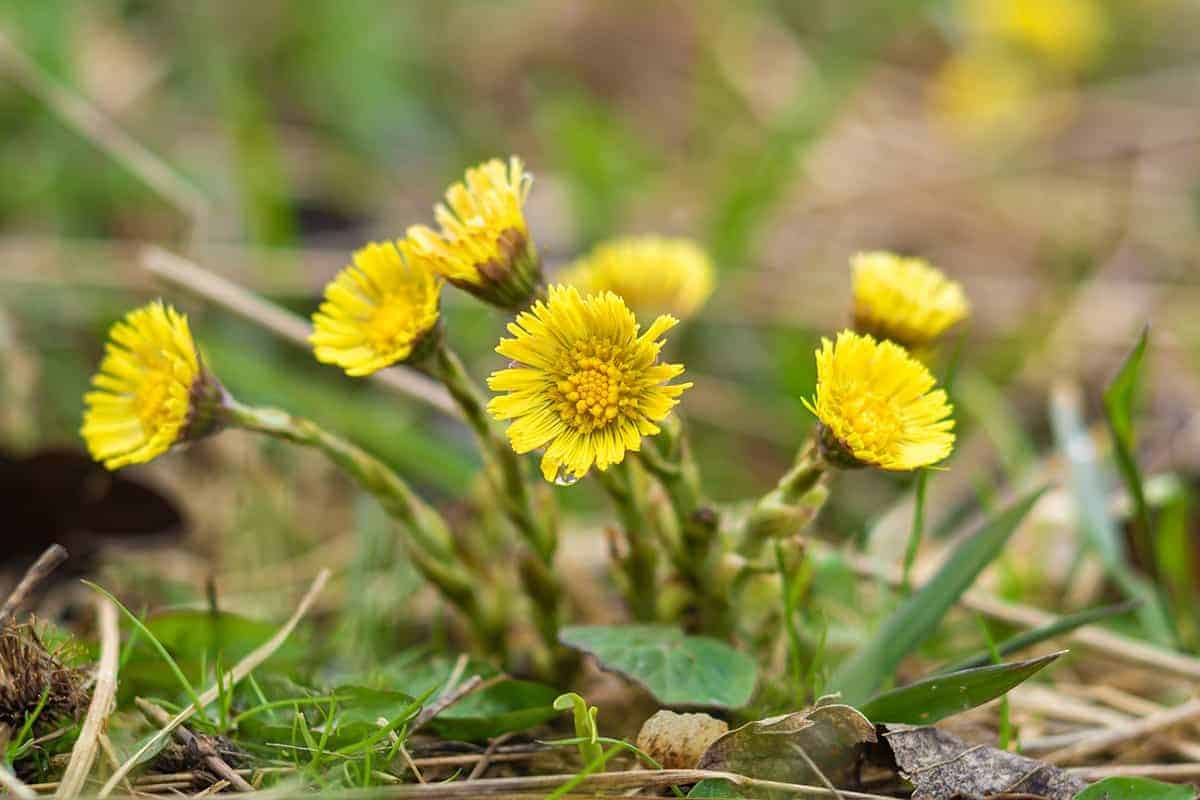 Coltsfoot (Tussilago farfara)