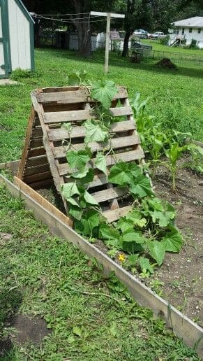 The Pallet Trellis