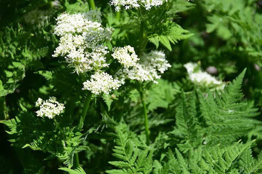 Sweet Cicely