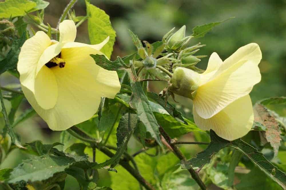 Edible Leaf Hibiscus