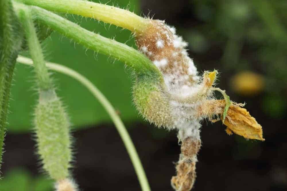 Recognizing the Signs of White Mold