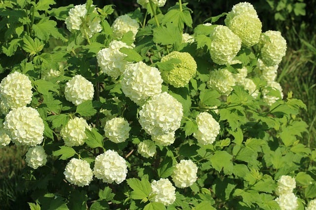 Viburnum (Viburnum)