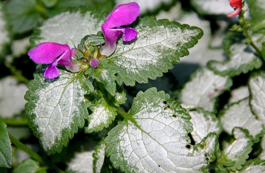 Spotted Dead Nettle (Lamium maculatum)