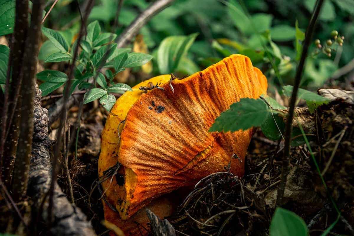 Lobster Mushrooms