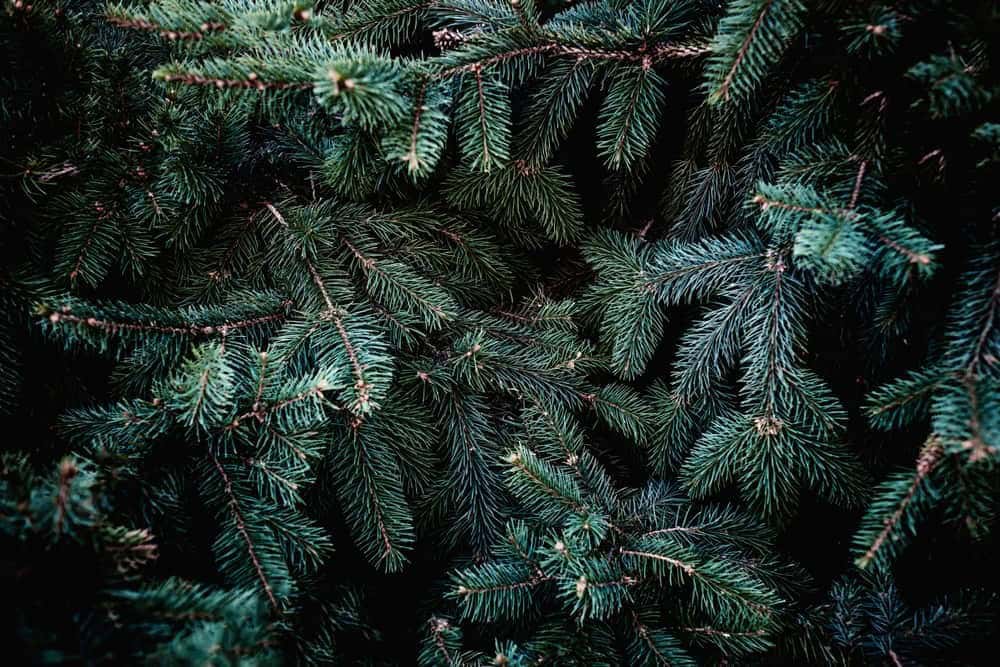 Fir (Abies balsamea)