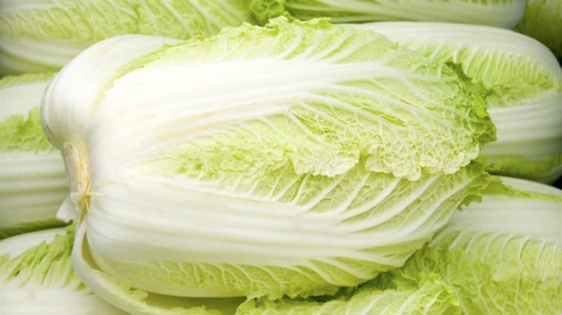 Chinese Cabbage