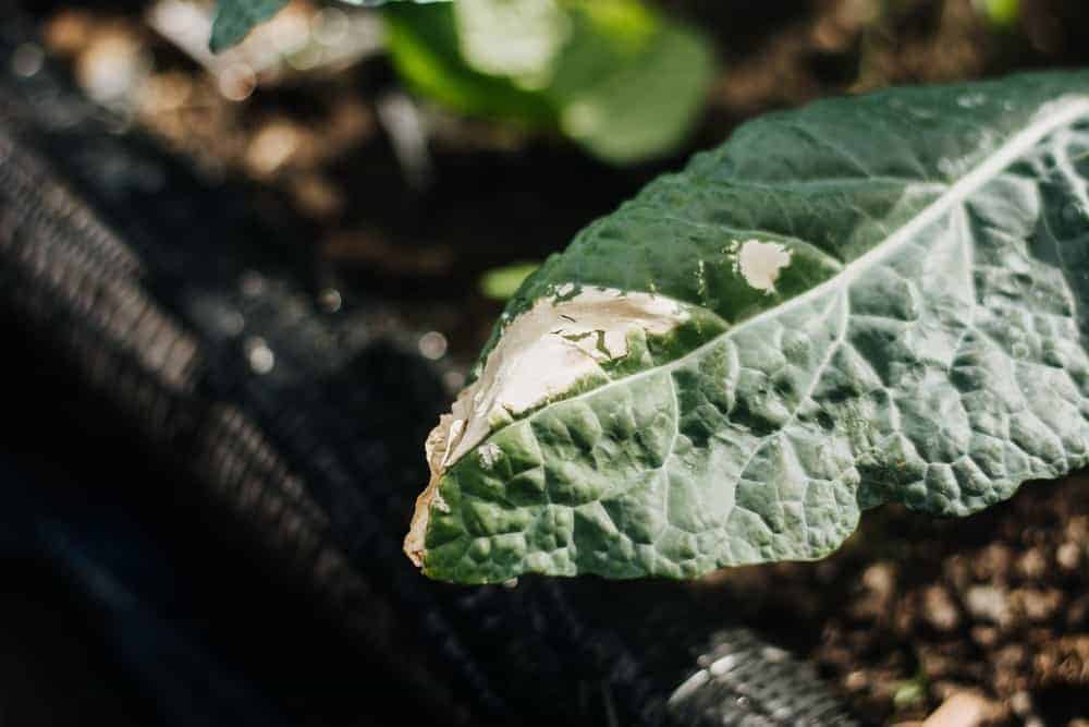 Fuzzy Coating on Leaves