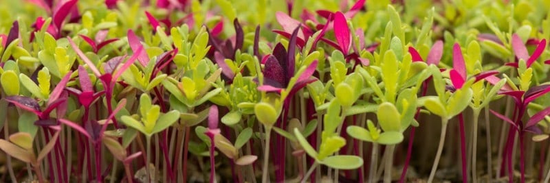 Microgreens