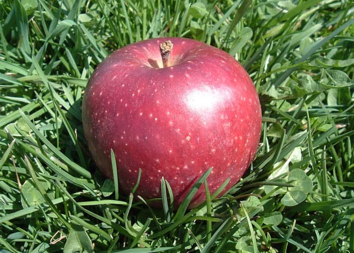 Winesap