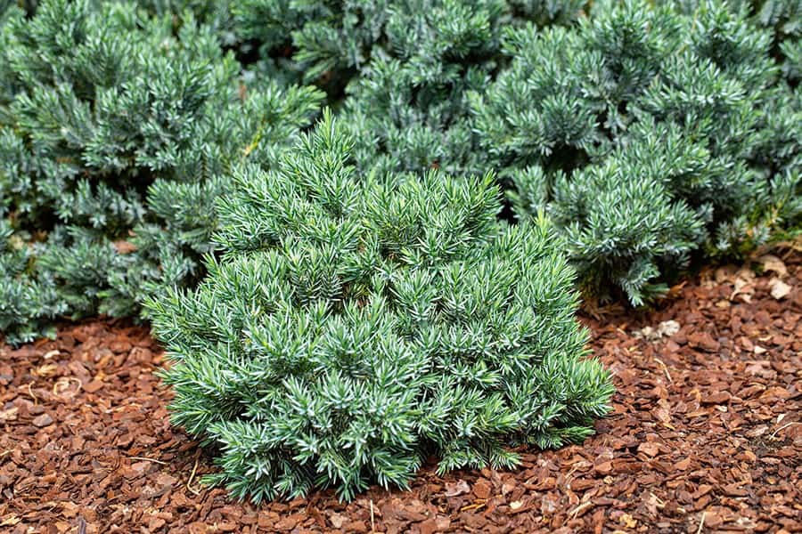 Blue Star Juniper (Juniperus squamata)