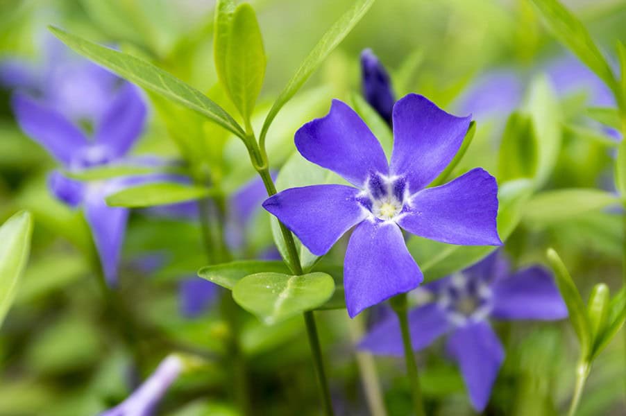 Creeping Myrtle (Vinca minor)