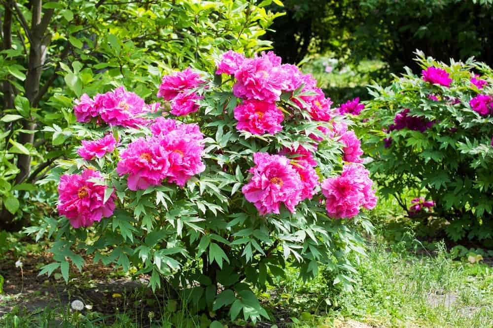 Best Varieties of Peonies