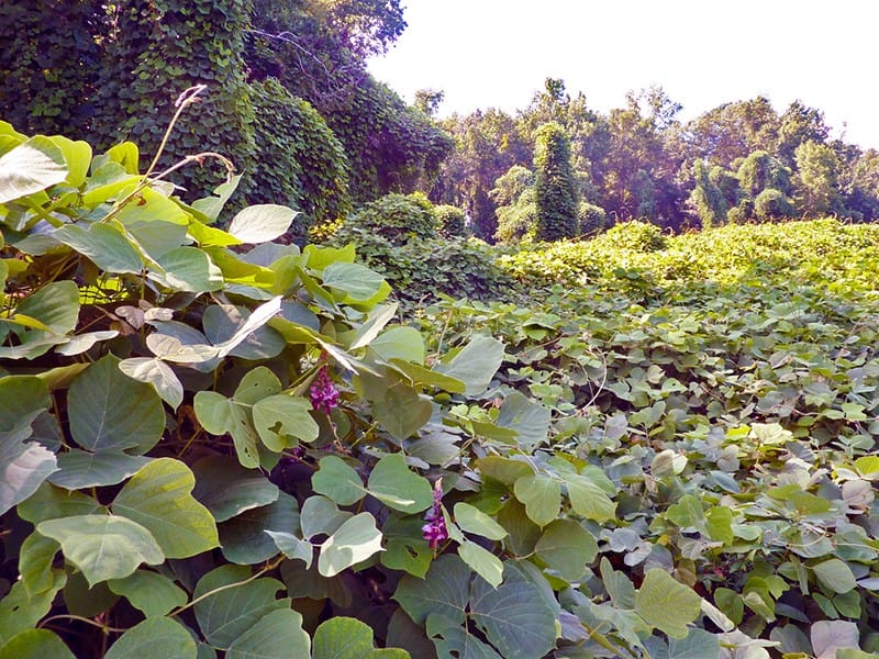 What are Aggressive and Invasive plants?