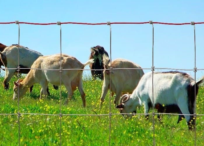 Woven Wire Fence