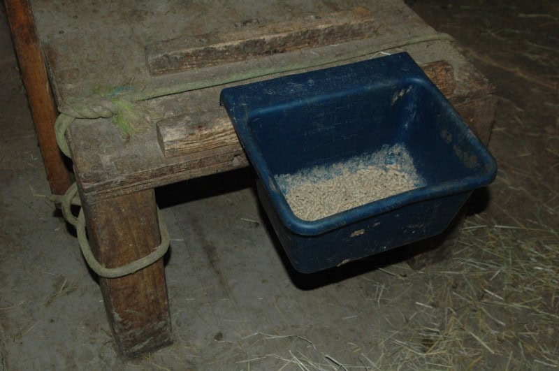 Introduce Your Goat to the Milk Stand Gradually