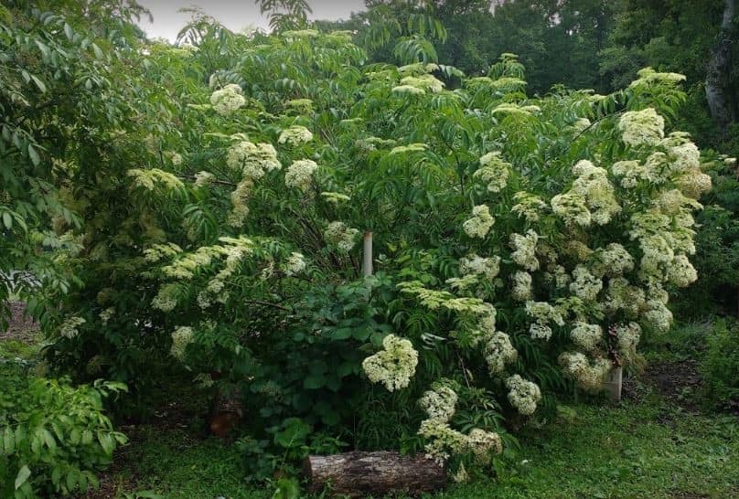 About the Elderberry Shrub